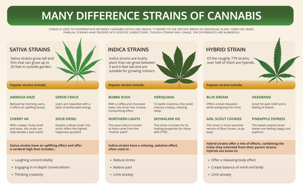 Infographic comparing different cannabis strains, including Sativa, Indica, and Hybrid types. It highlights popular strains such as Amnesia Haze, Bubba Kush, and Blue Dream, along with their effects and growth characteristics. Sativa strains are known for uplifting effects, Indica for relaxation, and Hybrids for a mix of both.